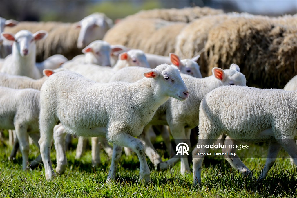 TİGEM'in Karacabey tesislerinde kuzu doğumları yüzde 40'ın üzerinde ikizlik oranıyla sürüyor