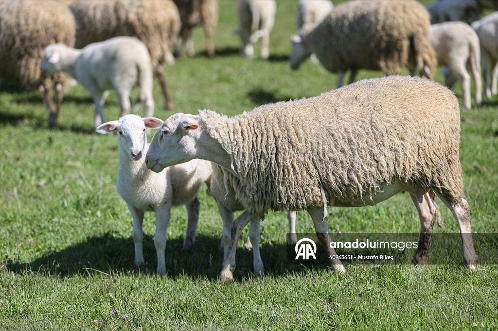 TİGEM'in Karacabey tesislerinde kuzu doğumları yüzde 40'ın üzerinde ikizlik oranıyla sürüyor