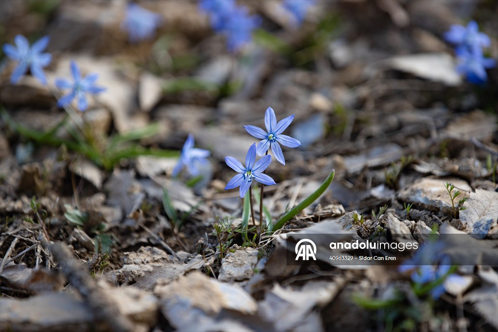 Tunceli'de karların erimesiyle İksor Vadisi'nde mavi kardelenler açtı