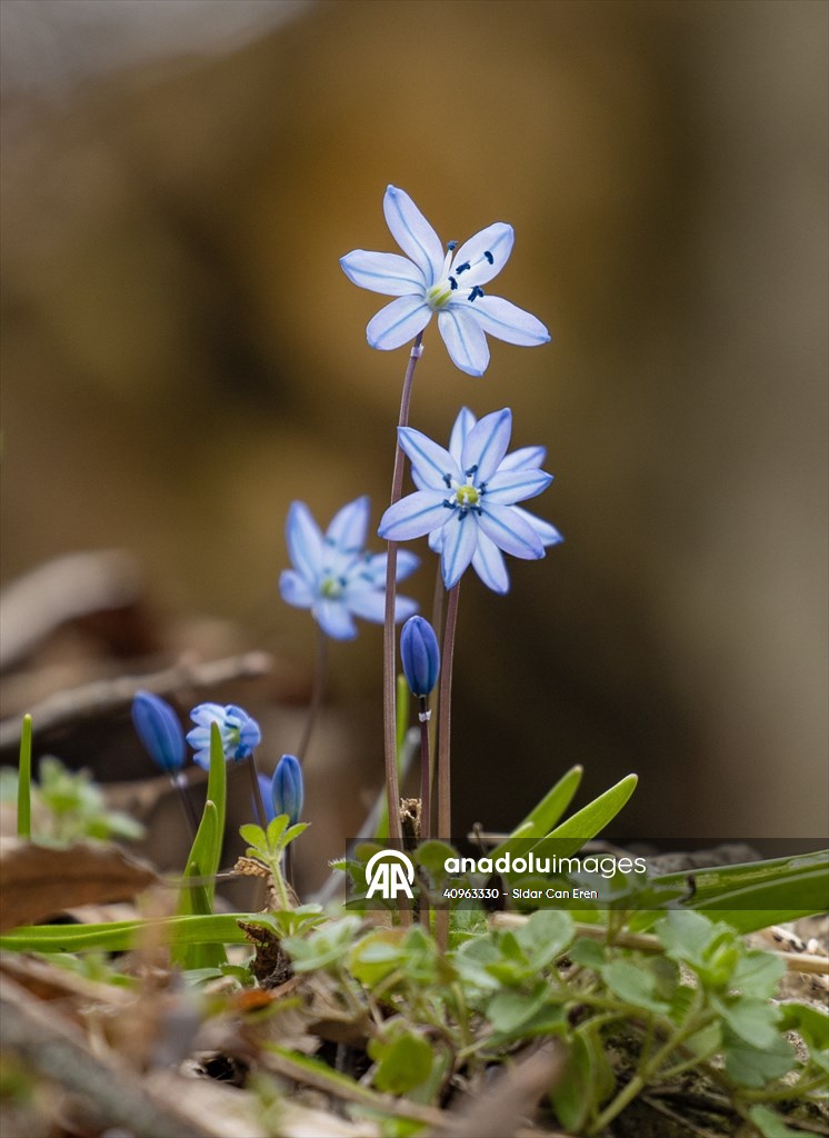 Tunceli'de karların erimesiyle İksor Vadisi'nde mavi kardelenler açtı