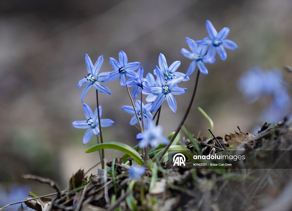 Tunceli'de karların erimesiyle İksor Vadisi'nde mavi kardelenler açtı