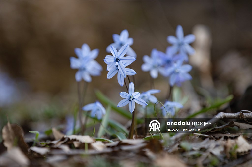 Tunceli'de karların erimesiyle İksor Vadisi'nde mavi kardelenler açtı