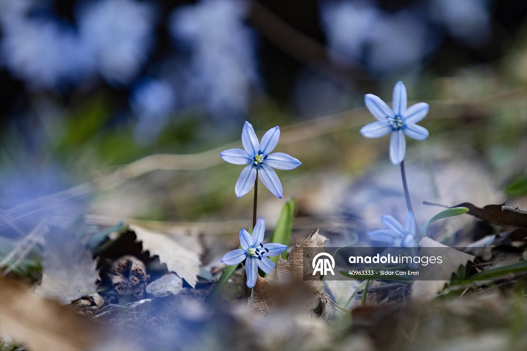 Tunceli'de karların erimesiyle İksor Vadisi'nde mavi kardelenler açtı