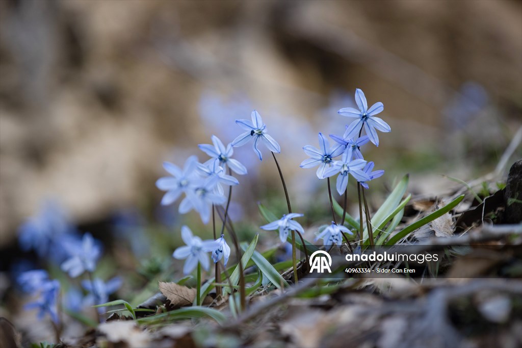 Tunceli'de karların erimesiyle İksor Vadisi'nde mavi kardelenler açtı