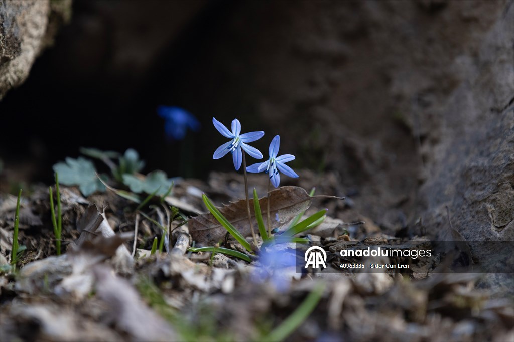 Tunceli'de karların erimesiyle İksor Vadisi'nde mavi kardelenler açtı
