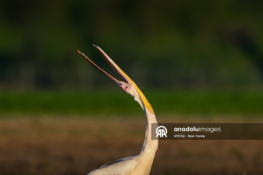 Uluabat Lake hosts migrating pelicans in Turkiye's Bursa