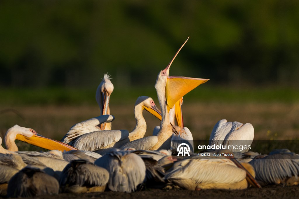 Uluabat Lake hosts migrating pelicans in Turkiye's Bursa