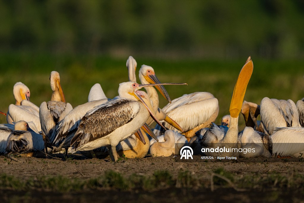 Uluabat Lake hosts migrating pelicans in Turkiye's Bursa