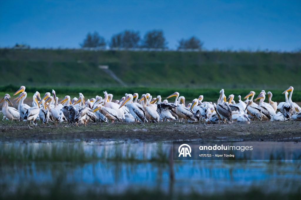 Uluabat Lake hosts migrating pelicans in Turkiye's Bursa