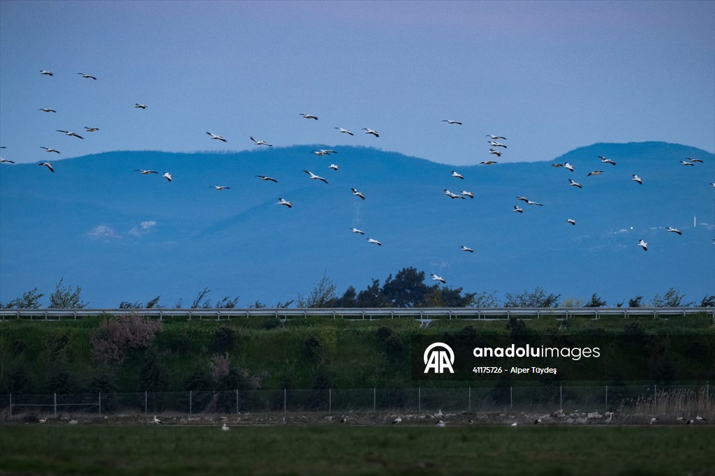 Uluabat Lake hosts migrating pelicans in Turkiye's Bursa