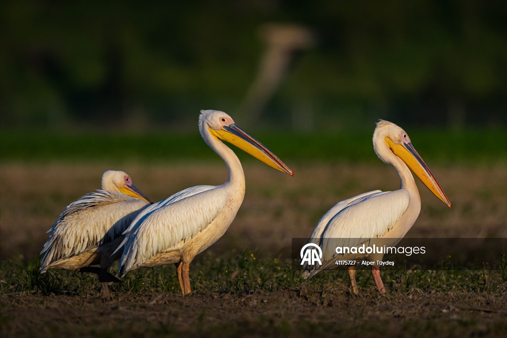 Uluabat Lake hosts migrating pelicans in Turkiye's Bursa