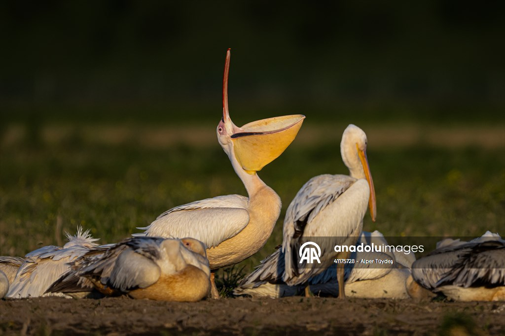 Uluabat Lake hosts migrating pelicans in Turkiye's Bursa
