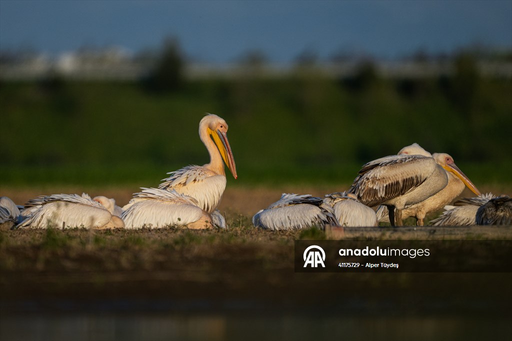 Uluabat Lake hosts migrating pelicans in Turkiye's Bursa