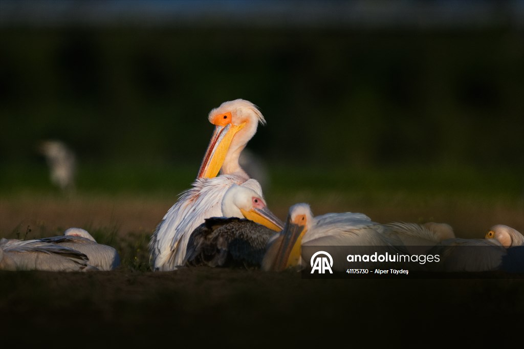 Uluabat Lake hosts migrating pelicans in Turkiye's Bursa