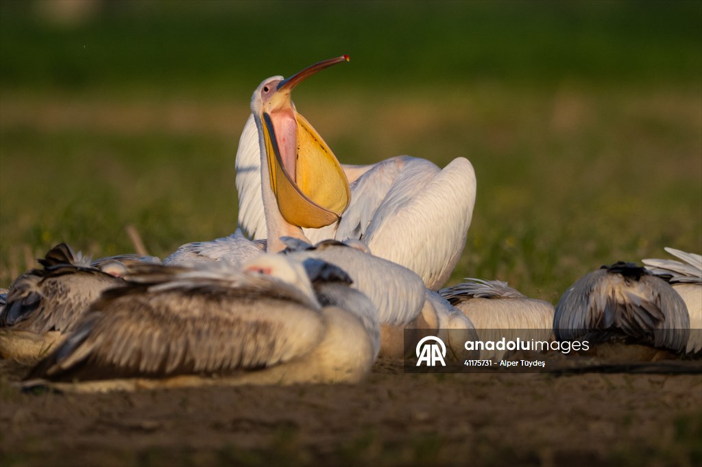 Uluabat Lake hosts migrating pelicans in Turkiye's Bursa