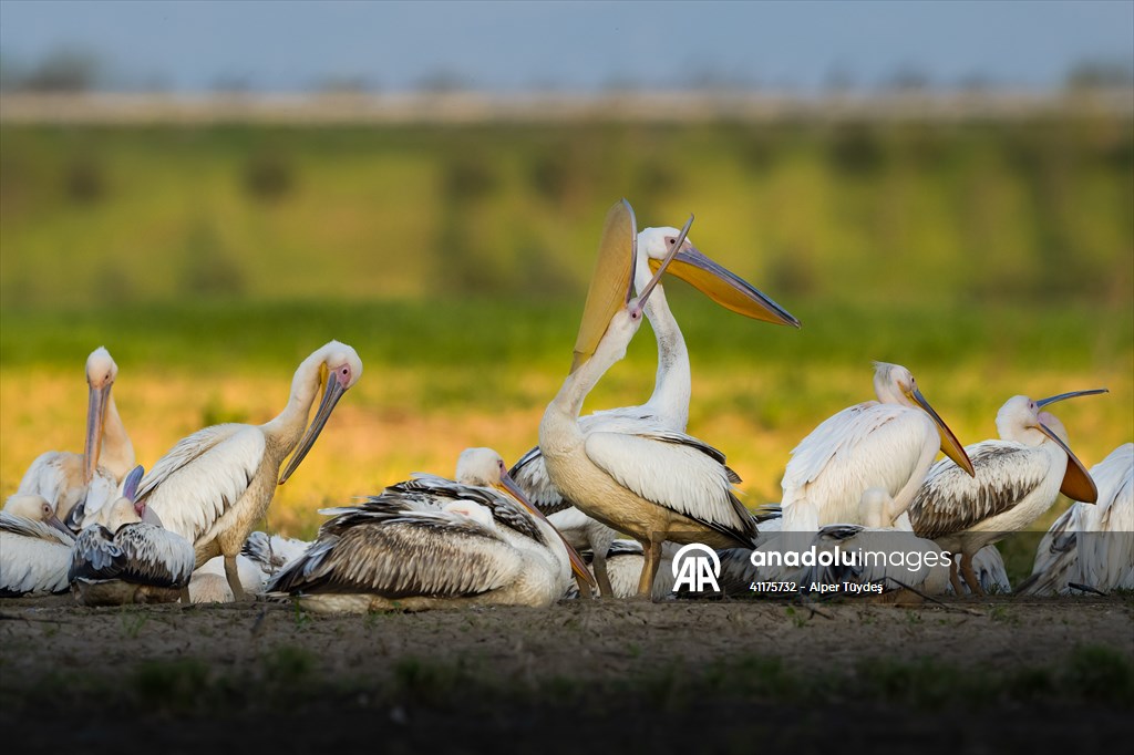 Uluabat Lake hosts migrating pelicans in Turkiye's Bursa