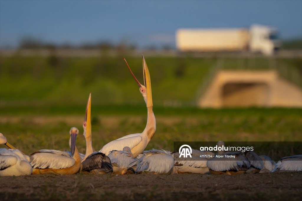 Uluabat Lake hosts migrating pelicans in Turkiye's Bursa