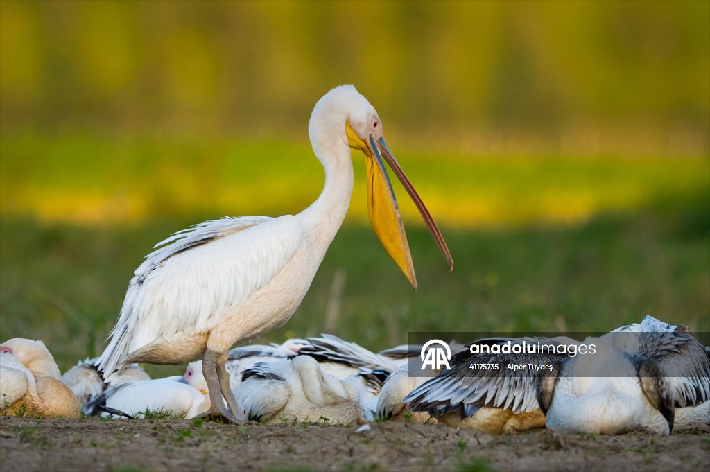 Uluabat Lake hosts migrating pelicans in Turkiye's Bursa