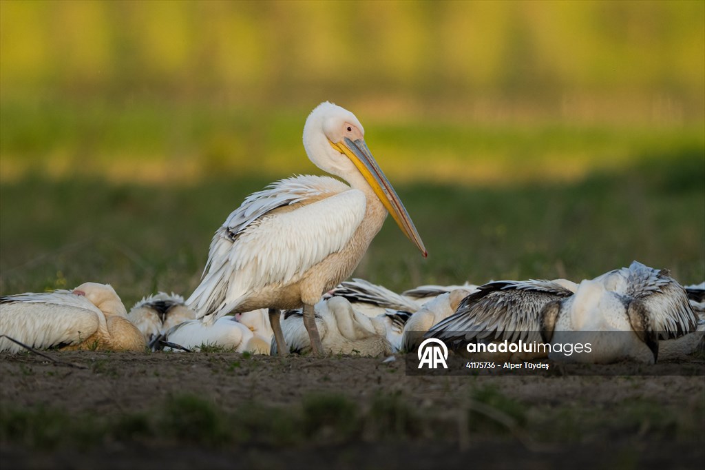 Uluabat Lake hosts migrating pelicans in Turkiye's Bursa
