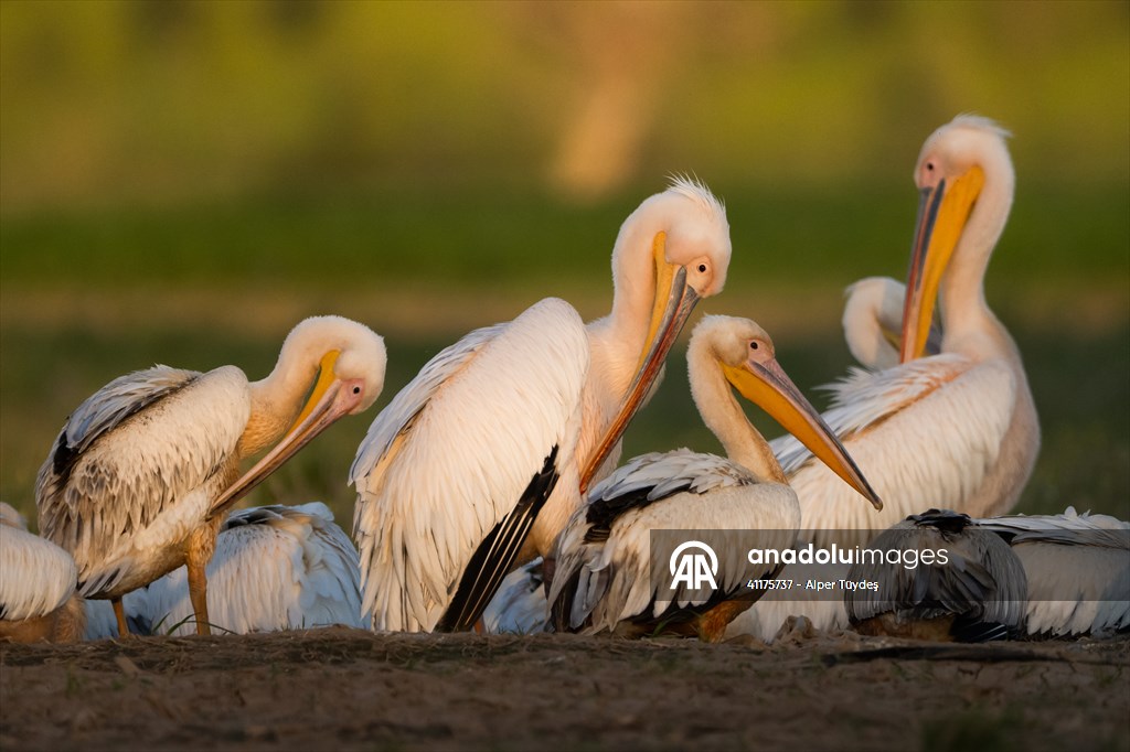 Uluabat Lake hosts migrating pelicans in Turkiye's Bursa