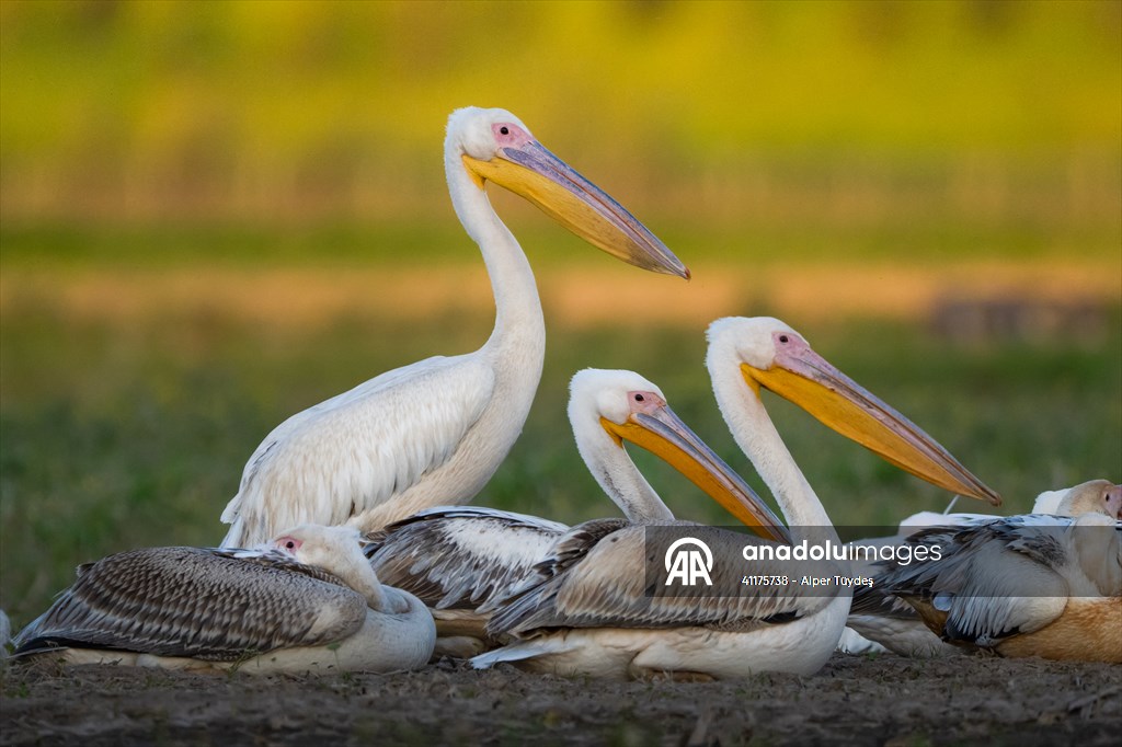 Uluabat Lake hosts migrating pelicans in Turkiye's Bursa