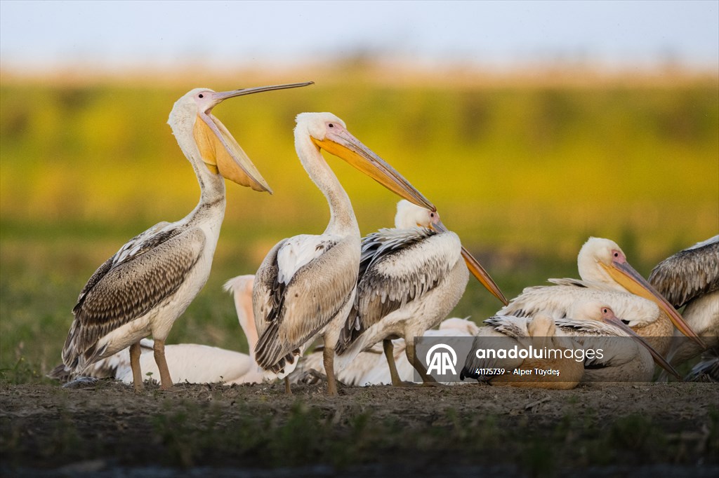 Uluabat Lake hosts migrating pelicans in Turkiye's Bursa
