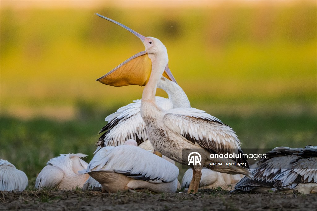 Uluabat Lake hosts migrating pelicans in Turkiye's Bursa