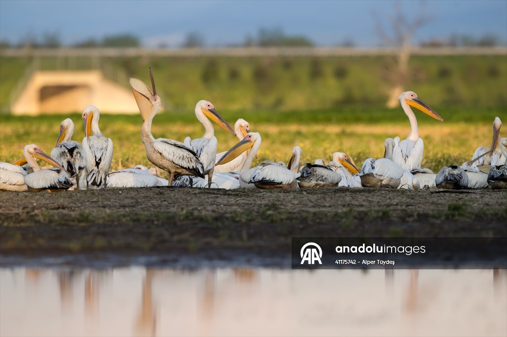 Uluabat Lake hosts migrating pelicans in Turkiye's Bursa
