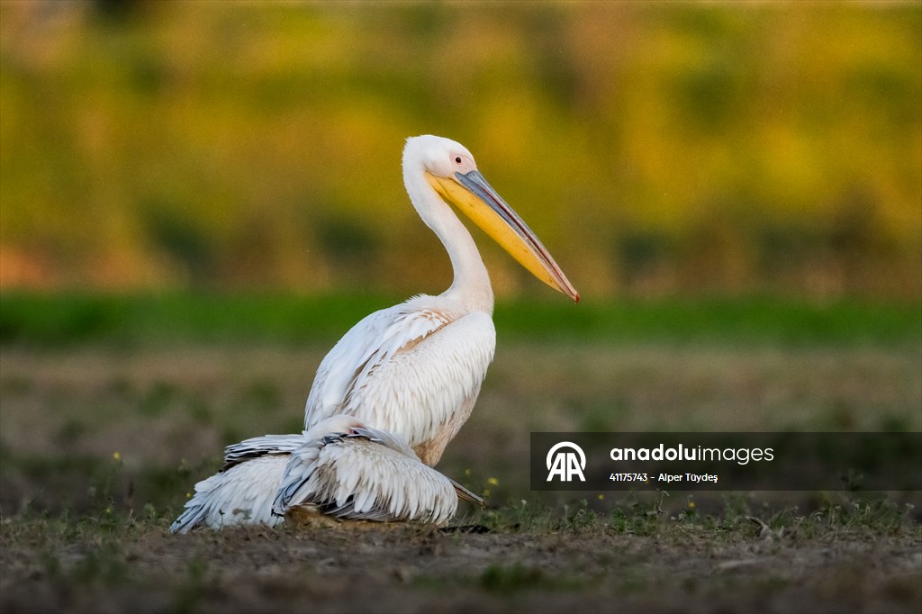 Uluabat Lake hosts migrating pelicans in Turkiye's Bursa