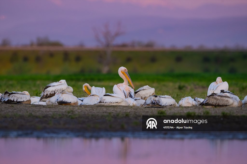 Uluabat Lake hosts migrating pelicans in Turkiye's Bursa