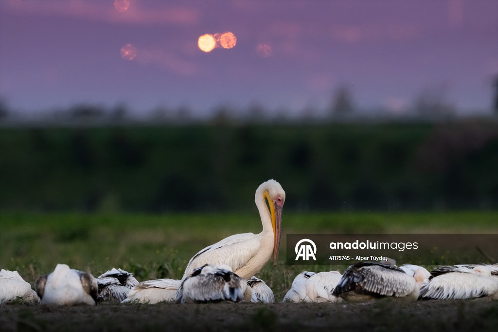 Uluabat Lake hosts migrating pelicans in Turkiye's Bursa