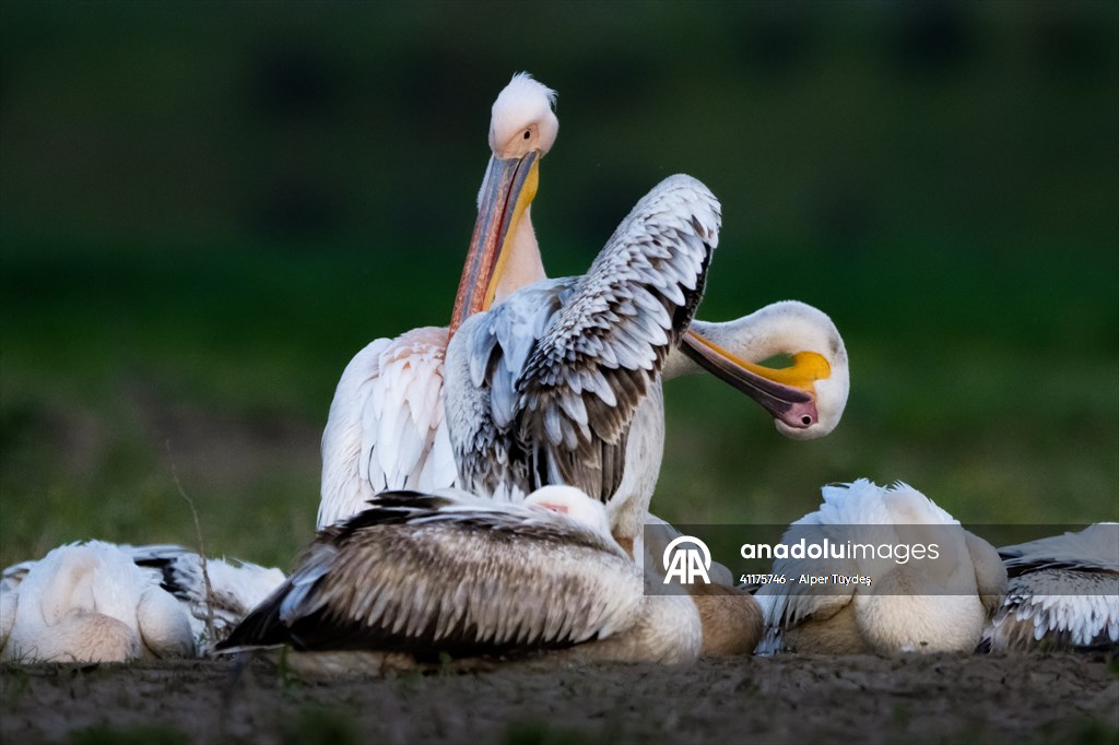 Uluabat Lake hosts migrating pelicans in Turkiye's Bursa