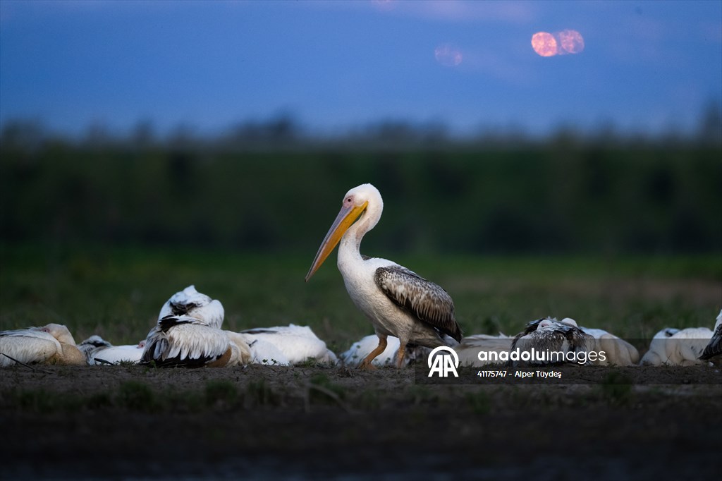 Uluabat Lake hosts migrating pelicans in Turkiye's Bursa