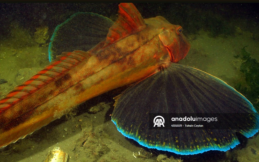 Underwater life in Sea of Marmara