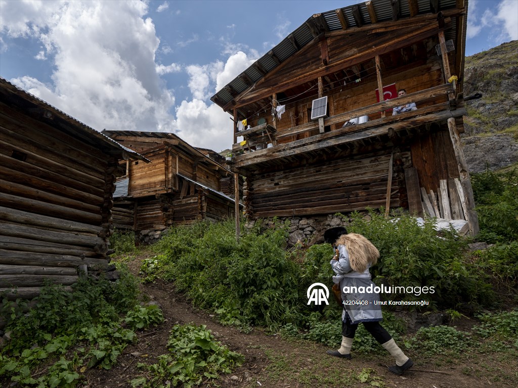 Artvin'de asırlık gelenek 'Berobana' Şavşat'ta yaşatılıyor