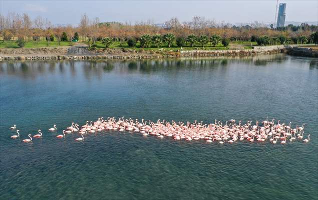 Flamingos of Cakalburnu Lagoon in Turkey's Izmir