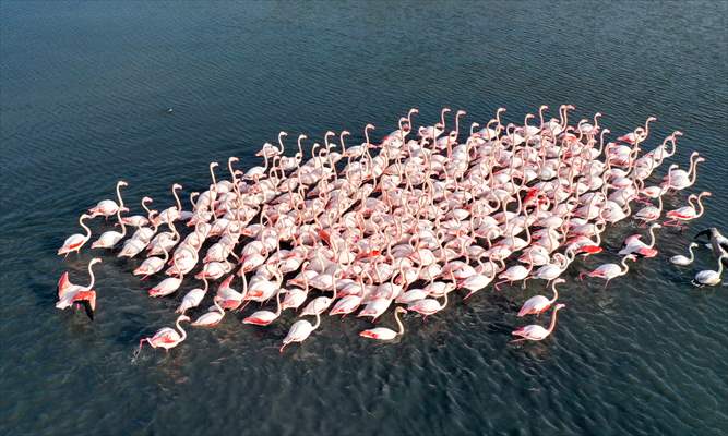 Flamingos of Cakalburnu Lagoon in Turkey's Izmir