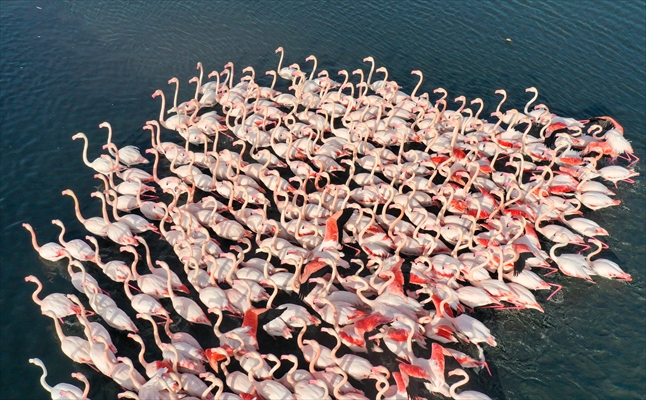Flamingos of Cakalburnu Lagoon in Turkey's Izmir