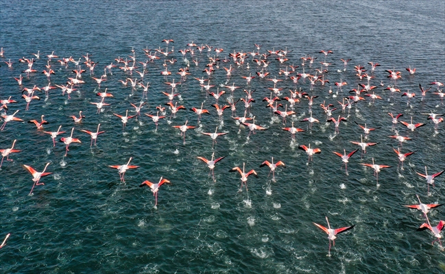 Flamingos of Cakalburnu Lagoon in Turkey's Izmir