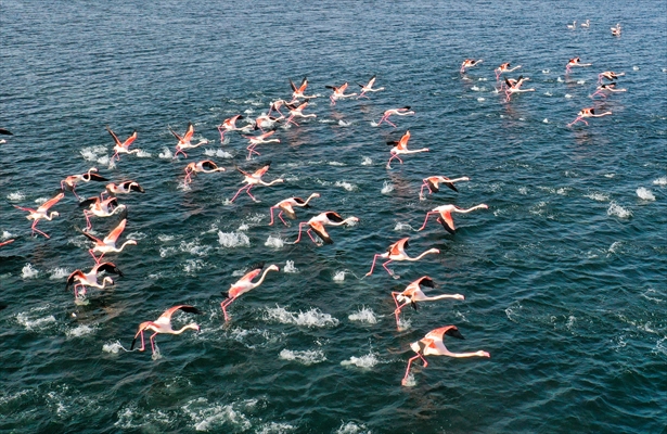 Flamingos of Cakalburnu Lagoon in Turkey's Izmir