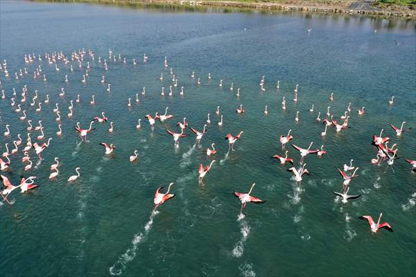 Flamingos of Cakalburnu Lagoon in Turkey's Izmir