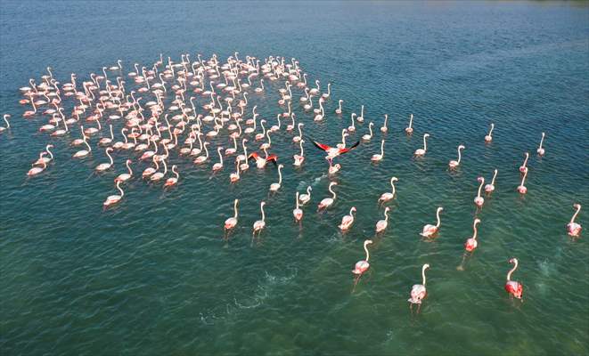 Flamingos of Cakalburnu Lagoon in Turkey's Izmir