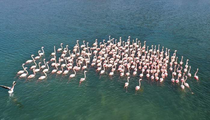 Flamingos of Cakalburnu Lagoon in Turkey's Izmir