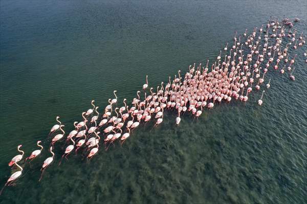 Flamingos of Cakalburnu Lagoon in Turkey's Izmir