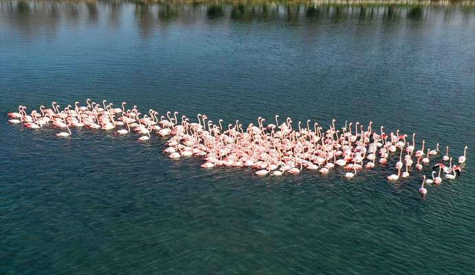 Flamingos of Cakalburnu Lagoon in Turkey's Izmir