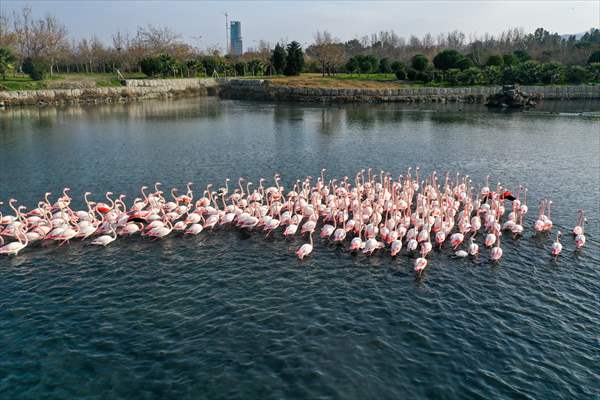 Flamingos of Cakalburnu Lagoon in Turkey's Izmir
