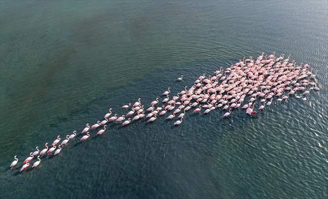Flamingos of Cakalburnu Lagoon in Turkey's Izmir
