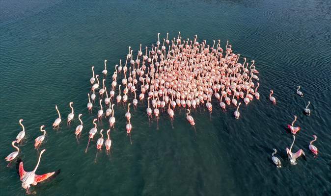Flamingos of Cakalburnu Lagoon in Turkey's Izmir