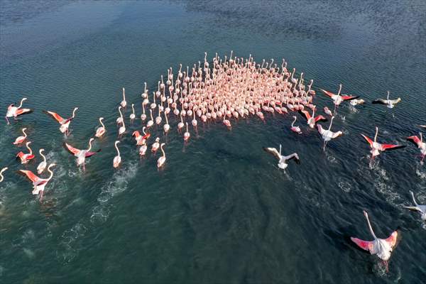 Flamingos of Cakalburnu Lagoon in Turkey's Izmir