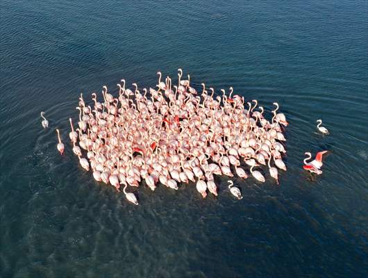 Flamingos of Cakalburnu Lagoon in Turkey's Izmir